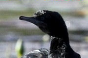 Little Black Cormorant (Phalacrocorax sulcirostris)